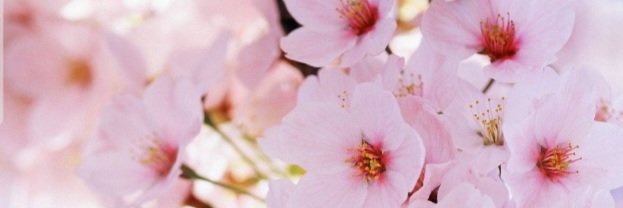 wildcherry362's profile banner image