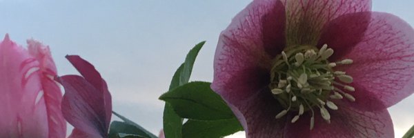 FiliFilfrog Profile Banner