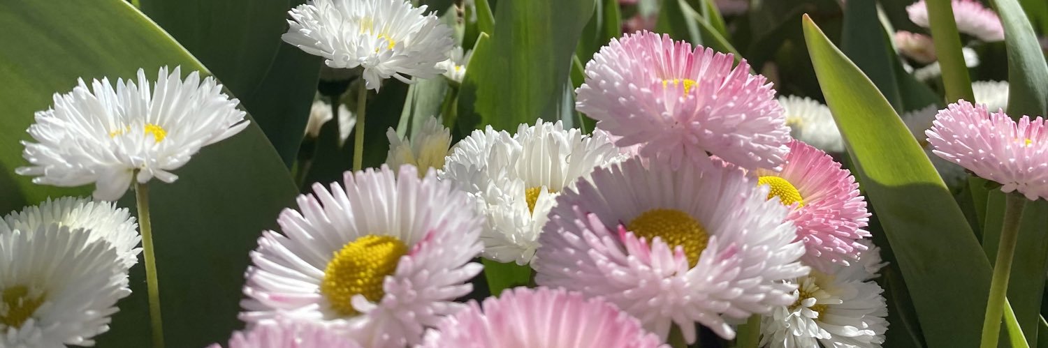 HodsonStephanie's profile banner image