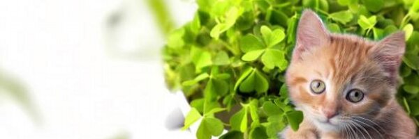 gohelkiran Profile Banner