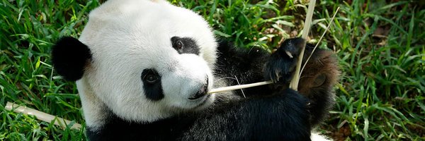 susenj Profile Banner