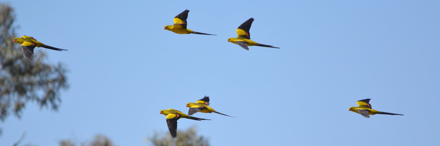 ParrotOfTheDay's profile banner image