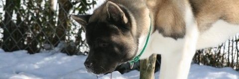 Lara and Jack SHACK banner