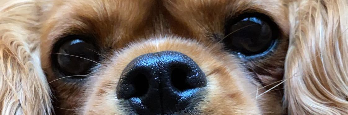 borellal's profile banner image