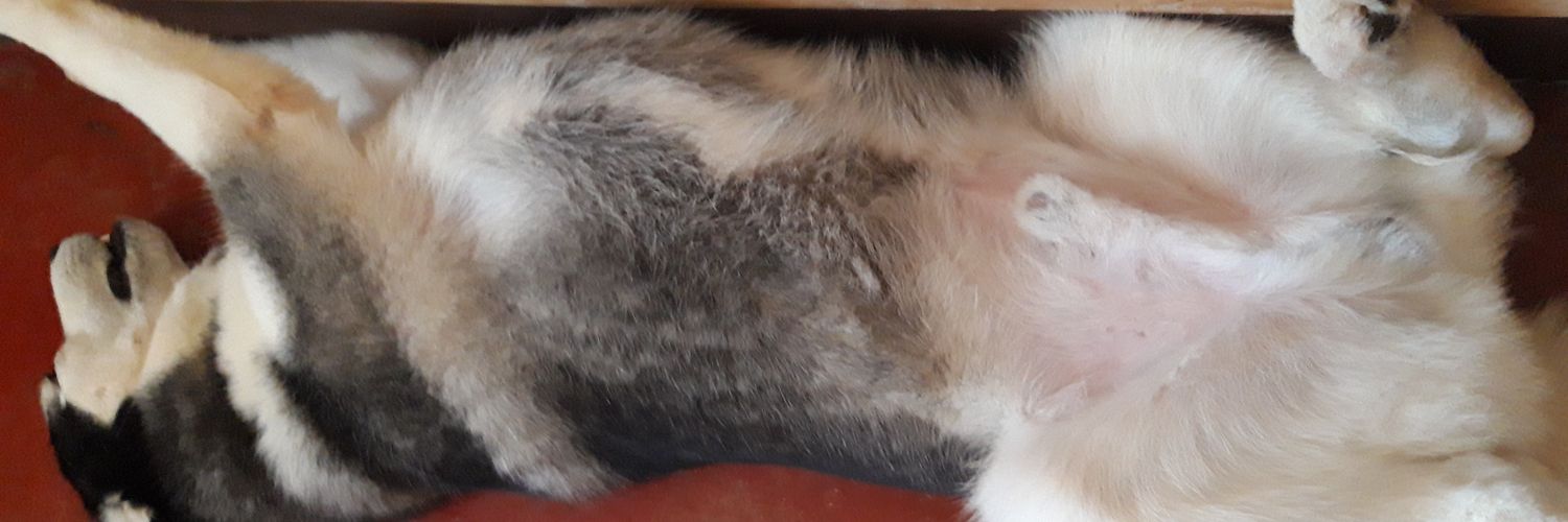 gatlababy's profile banner image