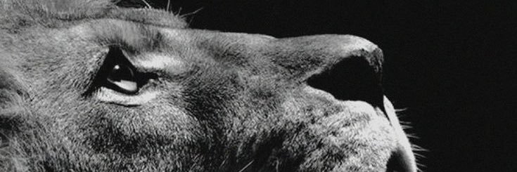 nicoladibari_'s profile banner image
