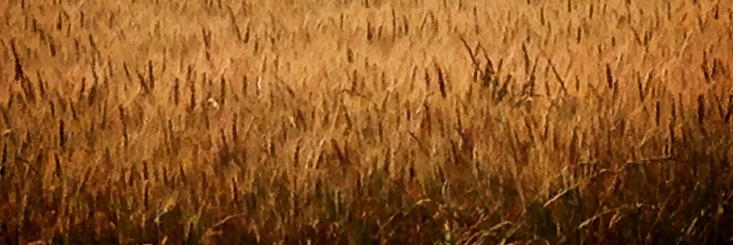 K_Easter's profile banner image