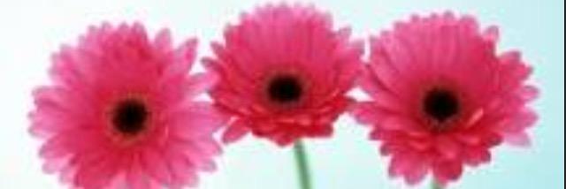 drbarbmurphy's profile banner image