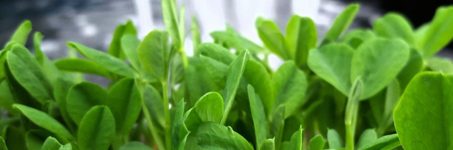thegrowlocal's profile banner image