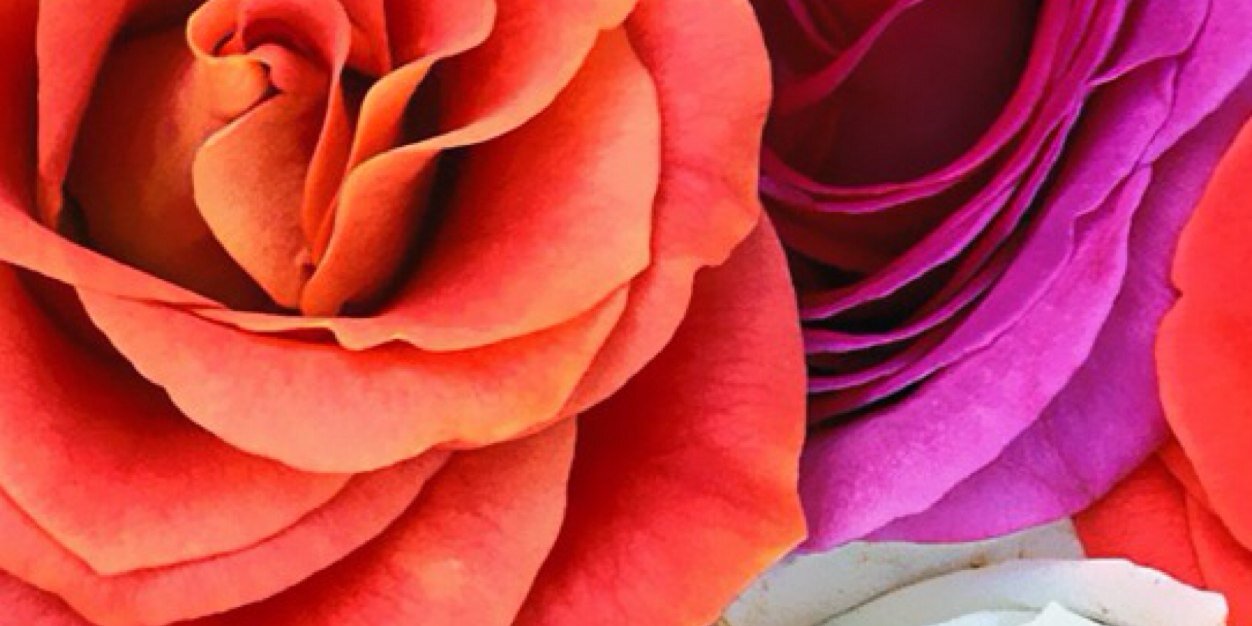 camidellosa's profile banner image
