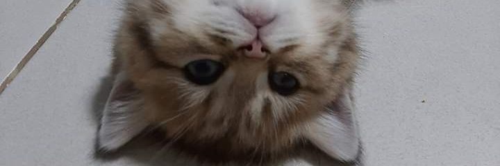 juvvitaa's profile banner image