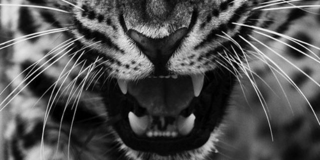 jessistojowski's profile banner image