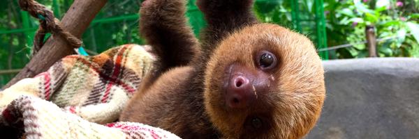 AlturasWildlife Profile Banner