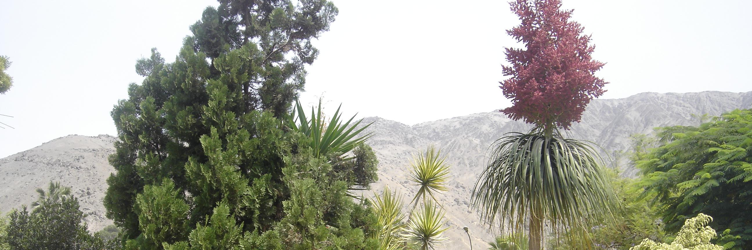 Julissa Roncal banner