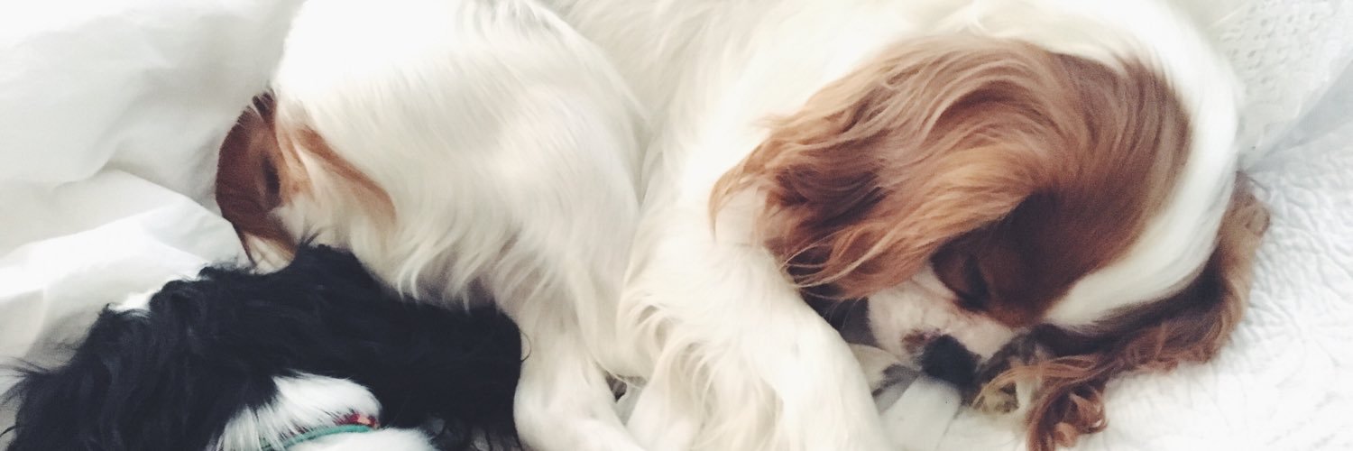 CavalierMateo's profile banner image