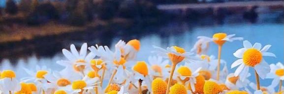 Mellantigua's profile banner image