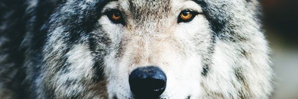 emrertekinn's profile banner image