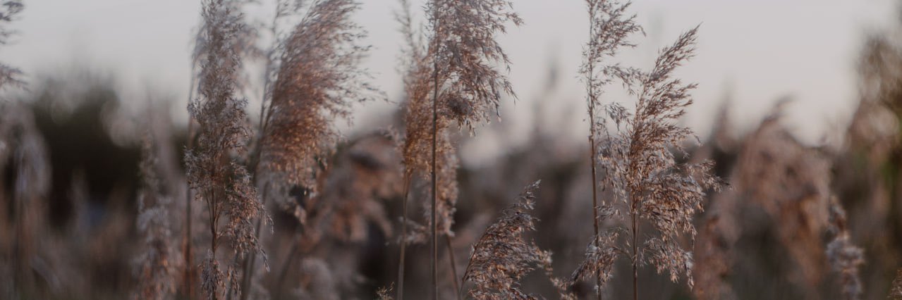 Marses_Oakley's profile banner image