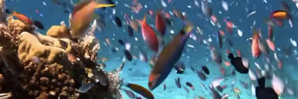 louis_aliot Profile Banner