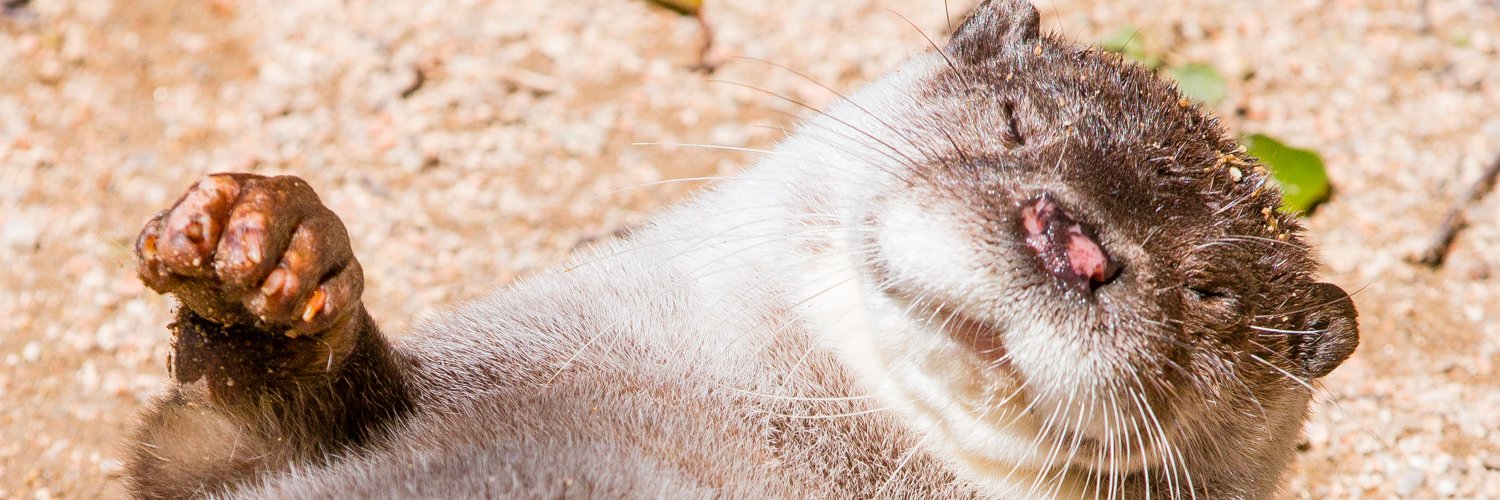 otter_ut's profile banner image