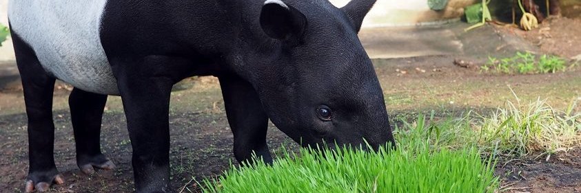 ServiceTapir's profile banner image