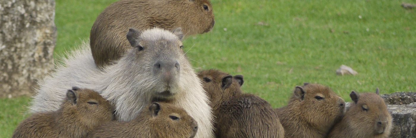 CapybaraScholar's profile banner image