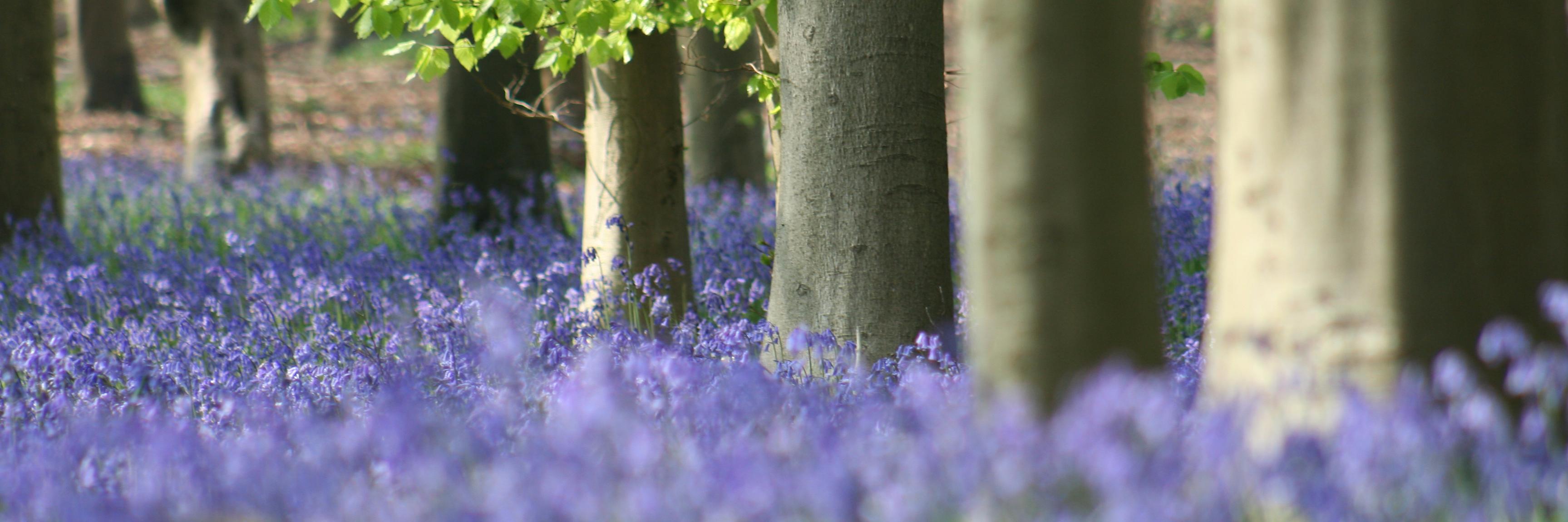 Jacqueline Harris banner
