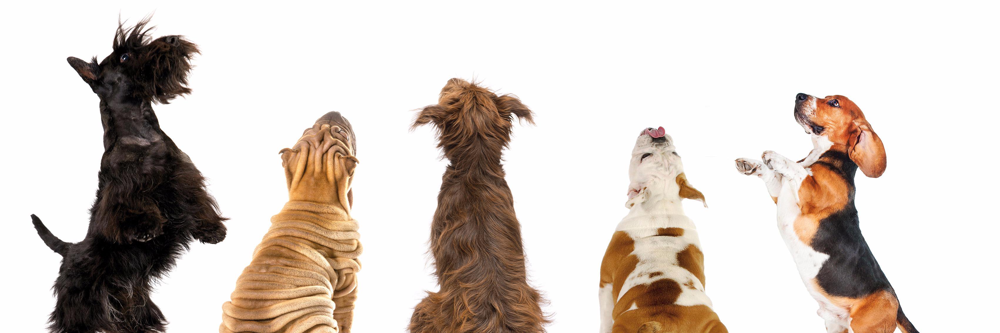 Altudog's profile banner image