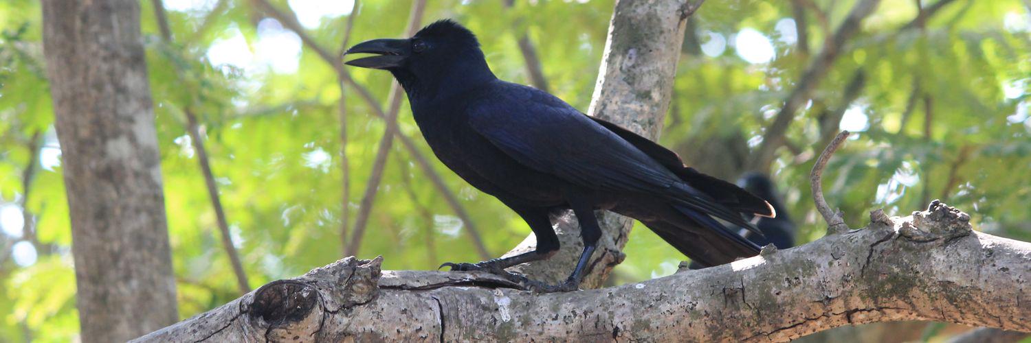 veswa009's profile banner image