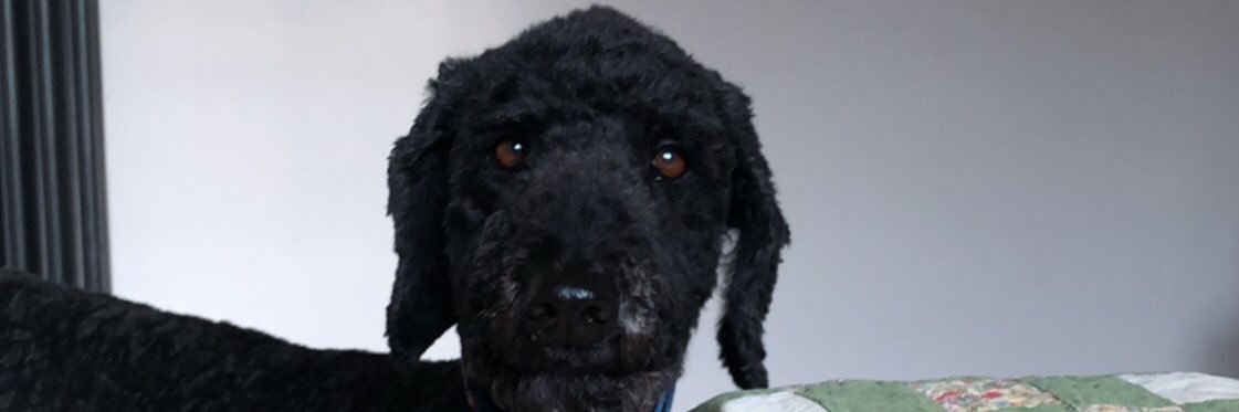 poodlesrule3's profile banner image