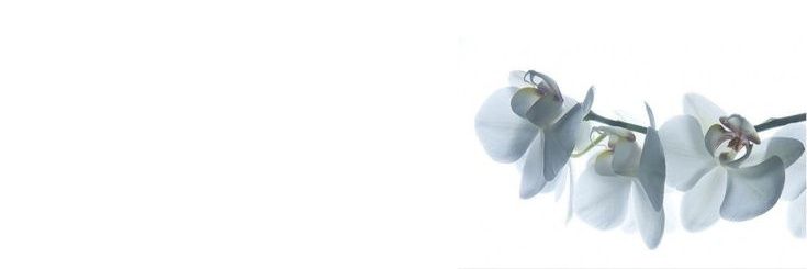 🍁 banner