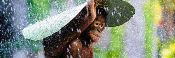 NeilForrest Profile Banner