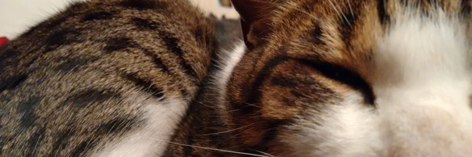 ThecatRodney's profile banner image