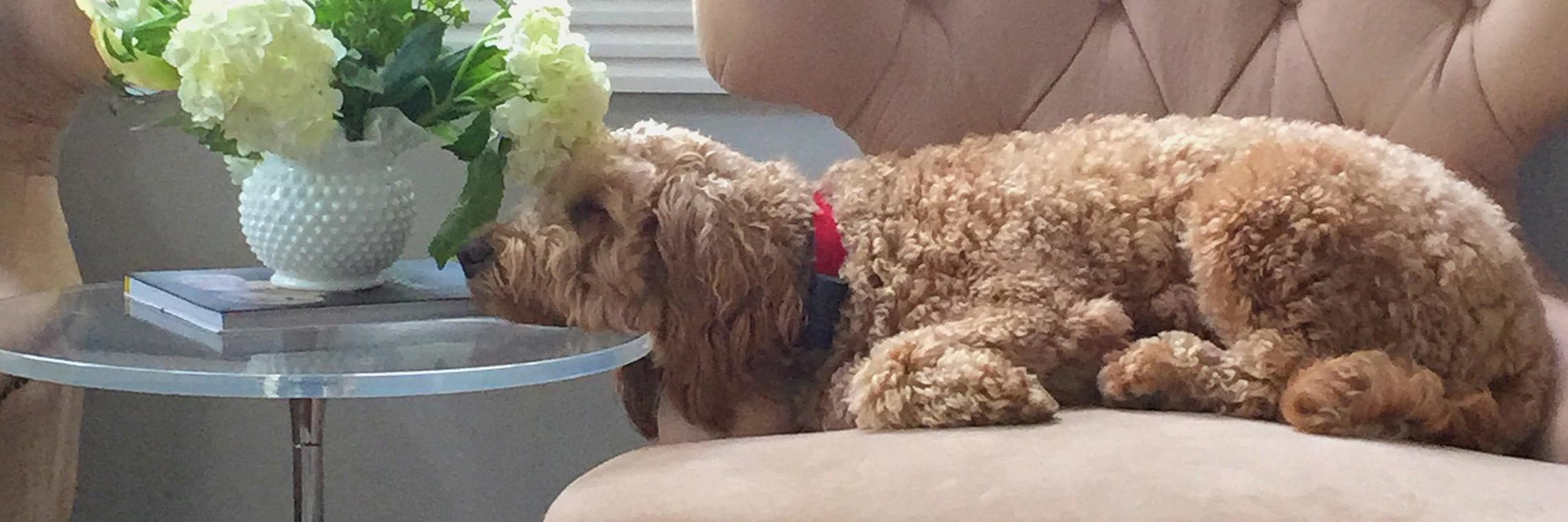murraydoodle's profile banner image