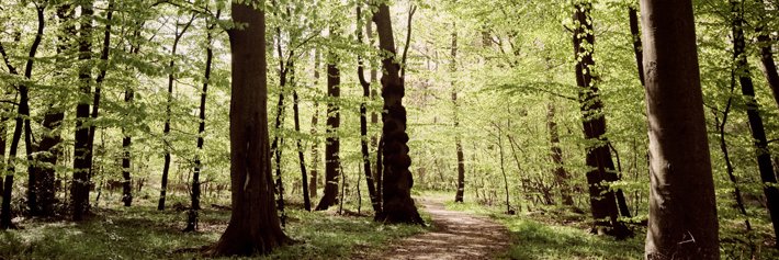 Linea Søgaard-Lidell banner