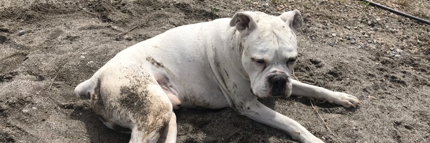 emauricio21 🇵🇸🥑 banner