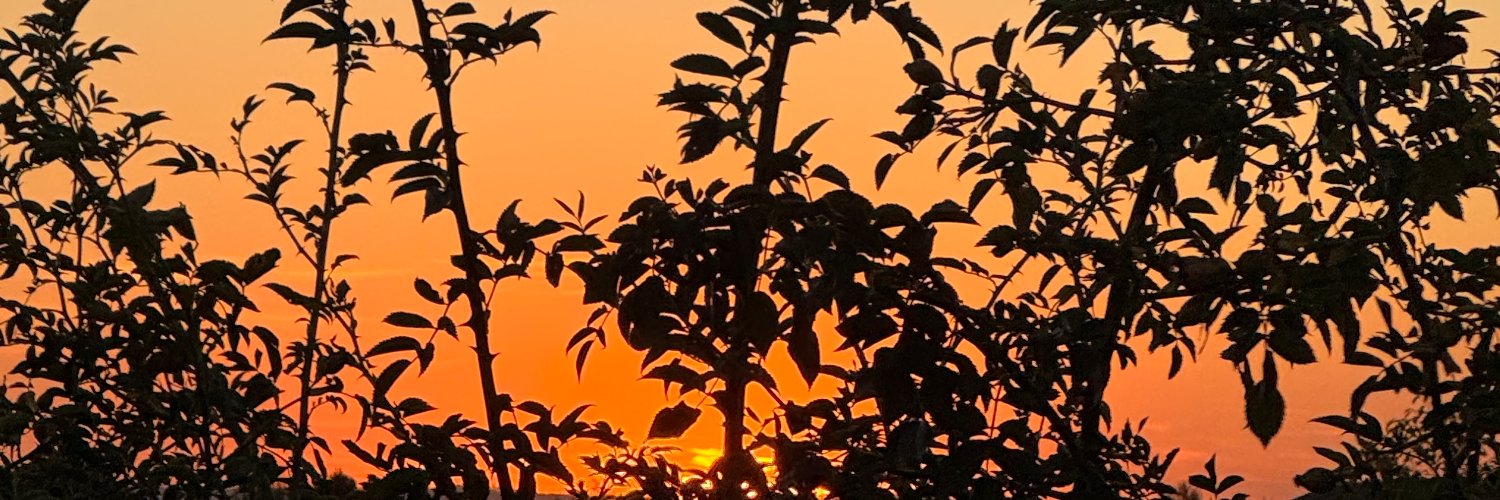 miska_m's profile banner image