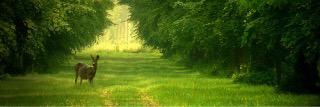 jun___mtu__'s profile banner image