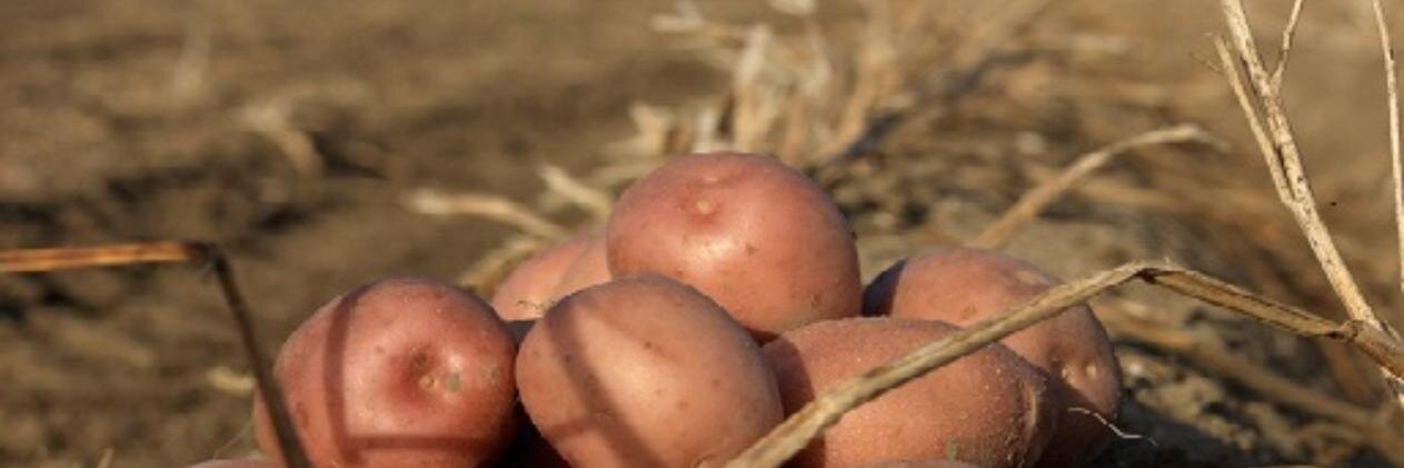 Mark Versluis banner