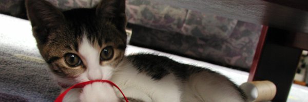 gucce222 Profile Banner