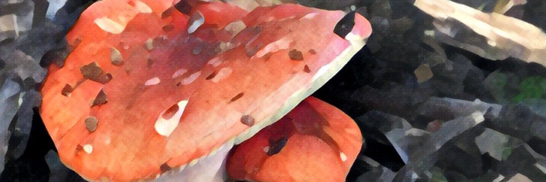 SueSukolo's profile banner image