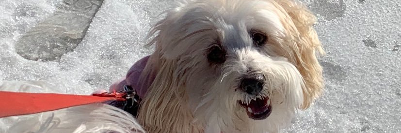 nicolepattenick's profile banner image