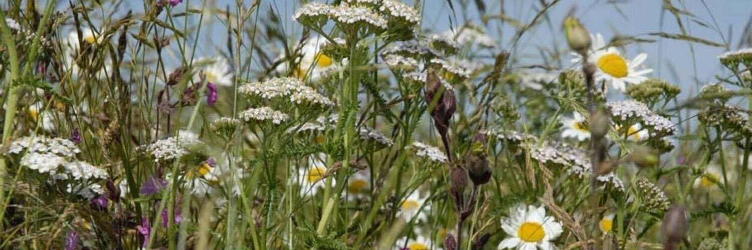Richard Lockett banner