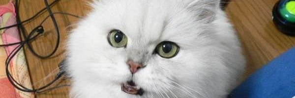iketatsun's profile banner image