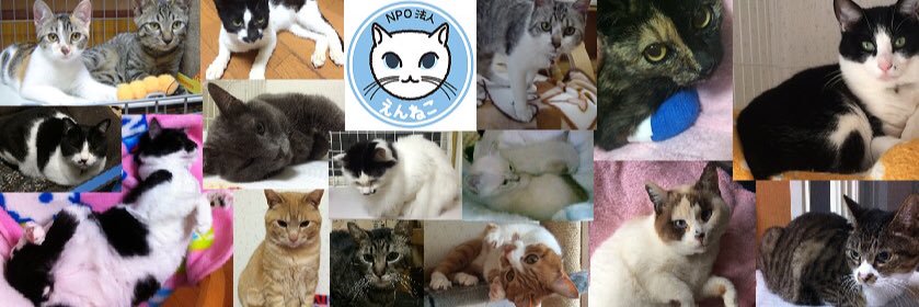 NPO法人えんねこ banner