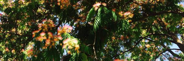 HanqiL Profile Banner