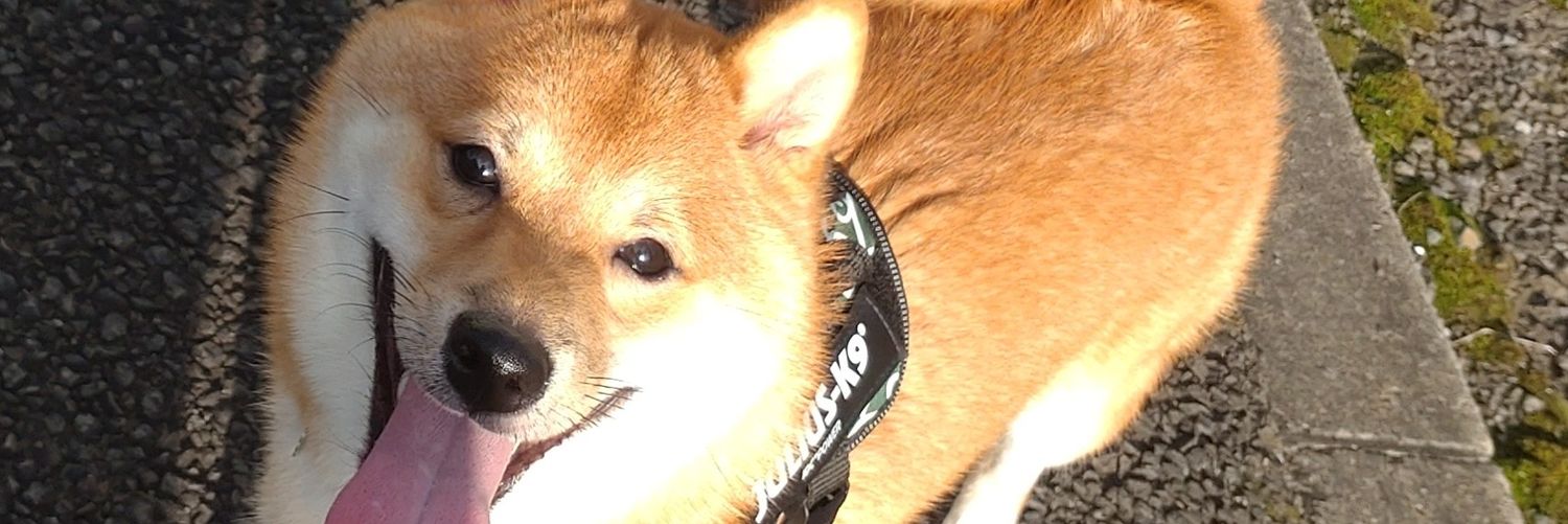 kyapako's profile banner image