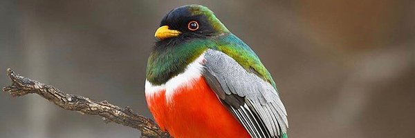 tucsonaudubon Profile Banner