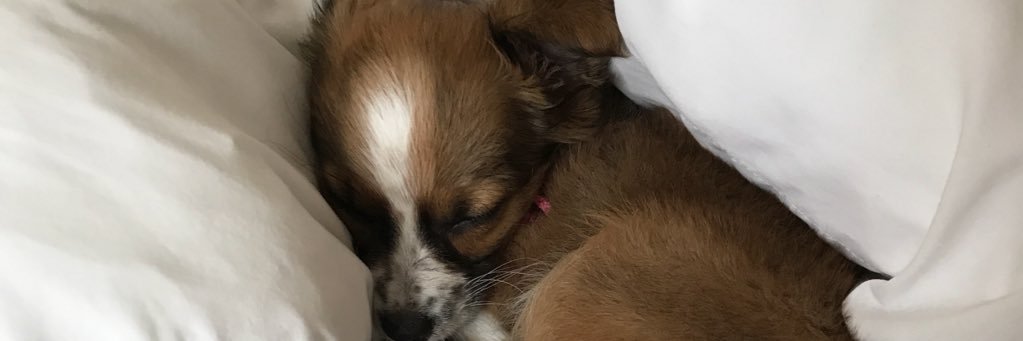 Pugtato1013's profile banner image