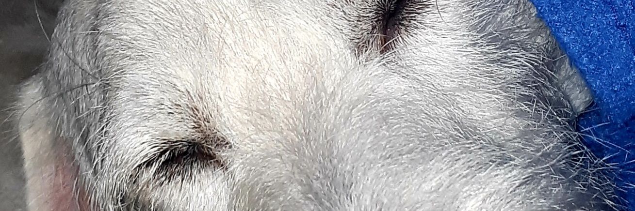 simon banner